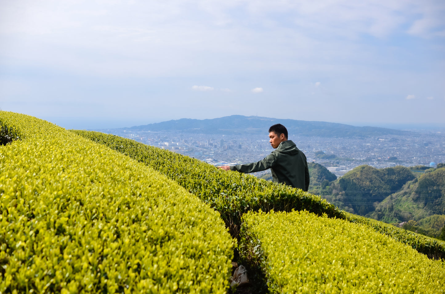 芽重型の高級品種「さえみどりの被せ煎茶:貢大」10g