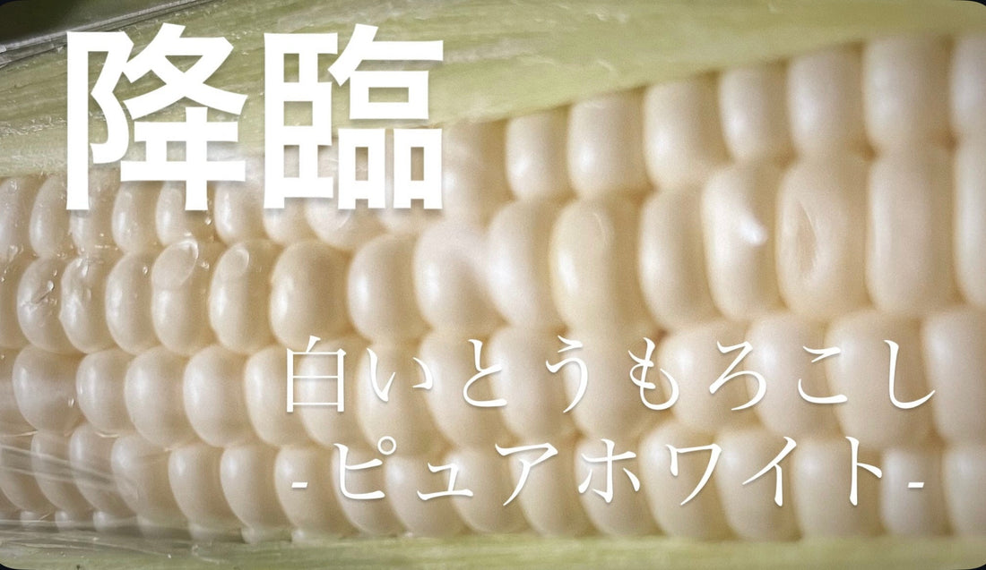 7月の推し農家：アップヒルファーム「極甘とうもろこし味比べセット」好評販売中！