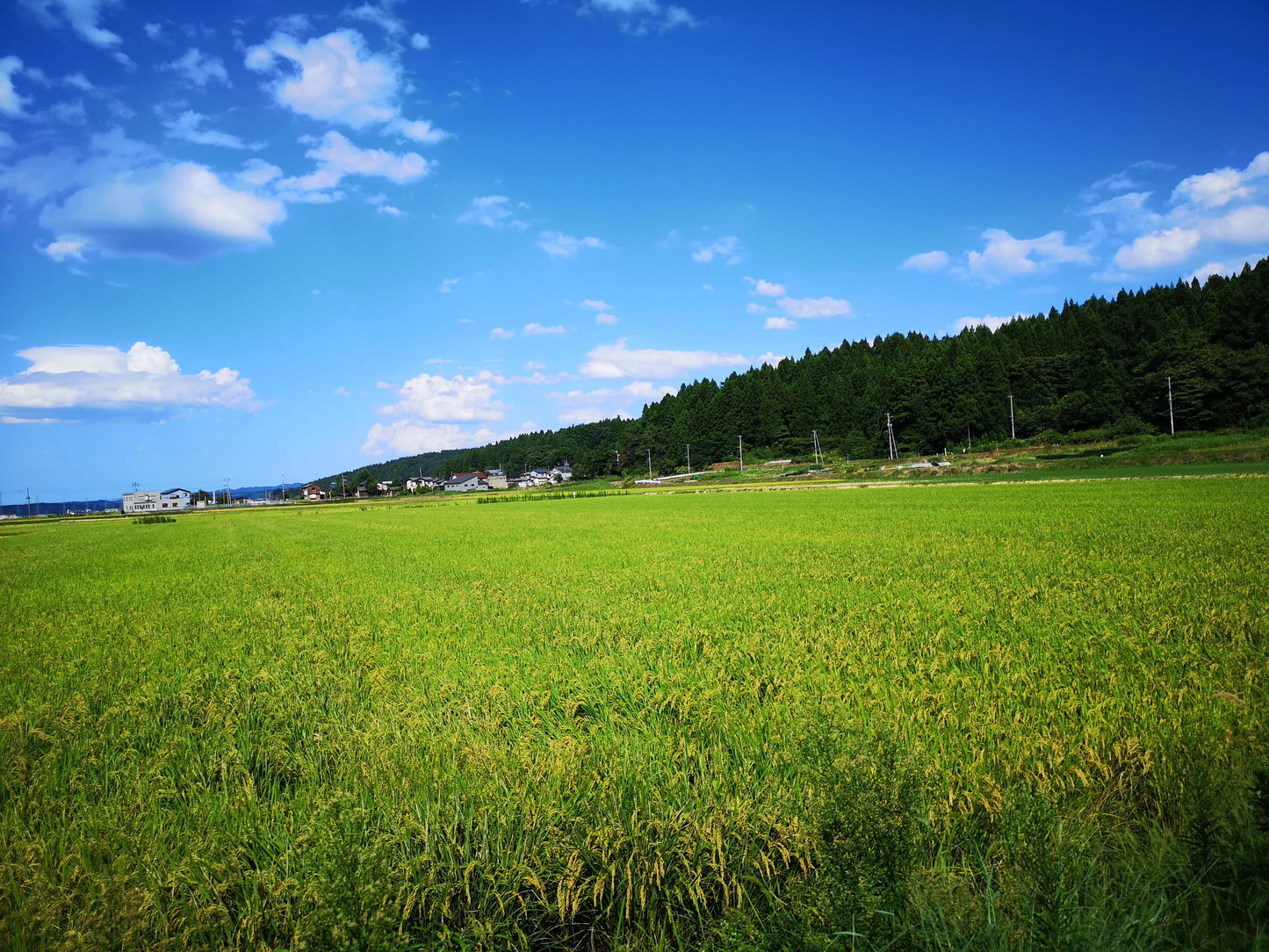 【しみず農園】令和7年 新潟県長岡市産コシヒカリ（従来品種）